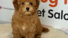 MİNNAK A KALİTE ORİJİNAL MALTİPOO YAVRU